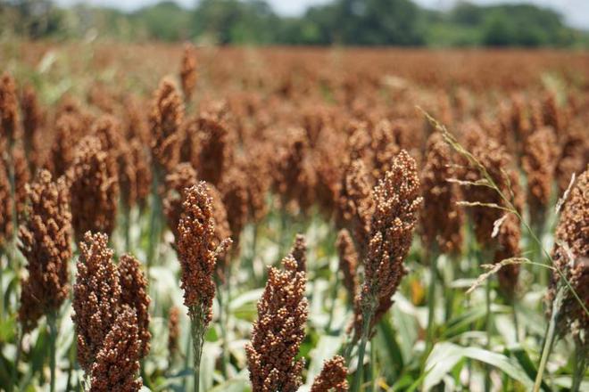 种庄稼曾经家家必种的粮食你吃过几种？麻将胡了2模拟器试玩渐渐消失不种的6(图1)
