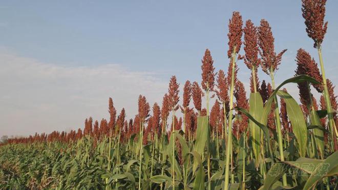 种庄稼曾经家家必种的粮食你吃过几种？麻将胡了2模拟器试玩渐渐消失不种的6(图3)