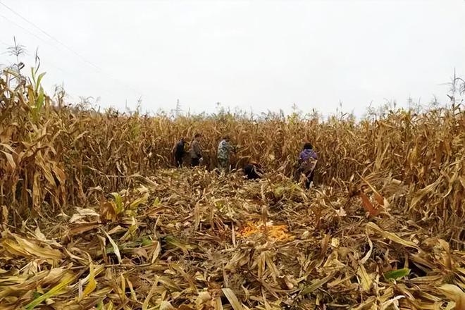 3年在河北去世农民家发现“鸡跳脚”PG电子麻将胡了曾差点消失！202(图5)