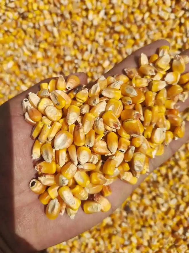 3年在河北去世农民家发现“鸡跳脚”PG电子麻将胡了曾差点消失！202