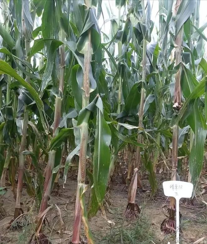 3年在河北去世农民家发现“鸡跳脚”PG电子麻将胡了曾差点消失！202(图6)