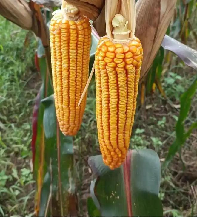 3年在河北去世农民家发现“鸡跳脚”PG电子麻将胡了曾差点消失！202(图15)