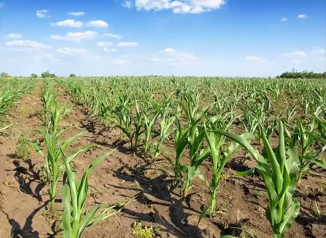 3年在河北去世农民家发现“鸡跳脚”PG电子麻将胡了曾差点消失！202(图12)