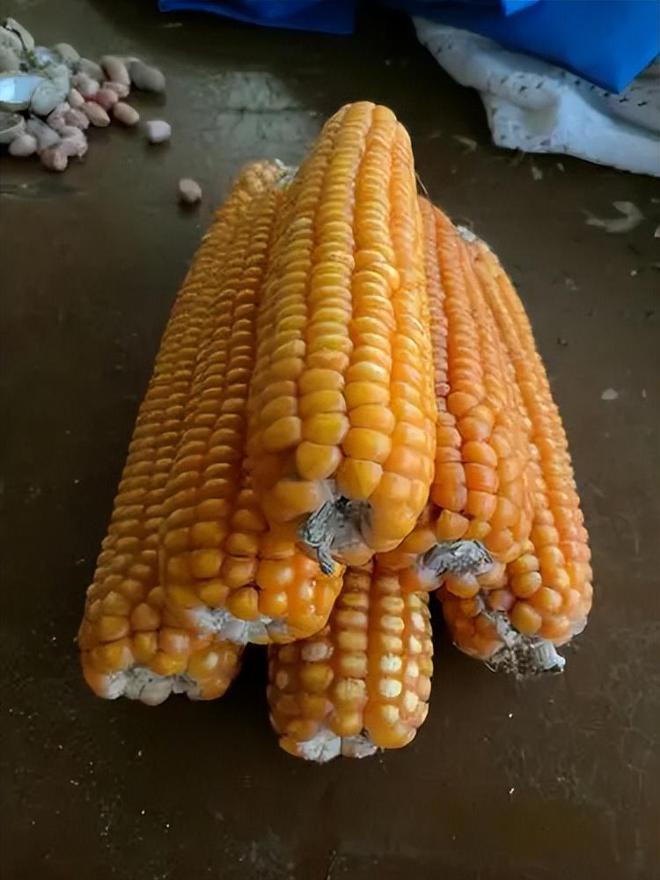 3年在河北去世农民家发现“鸡跳脚”PG电子麻将胡了曾差点消失！202(图11)