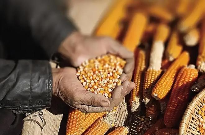 3年在河北去世农民家发现“鸡跳脚”PG电子麻将胡了曾差点消失！202(图9)