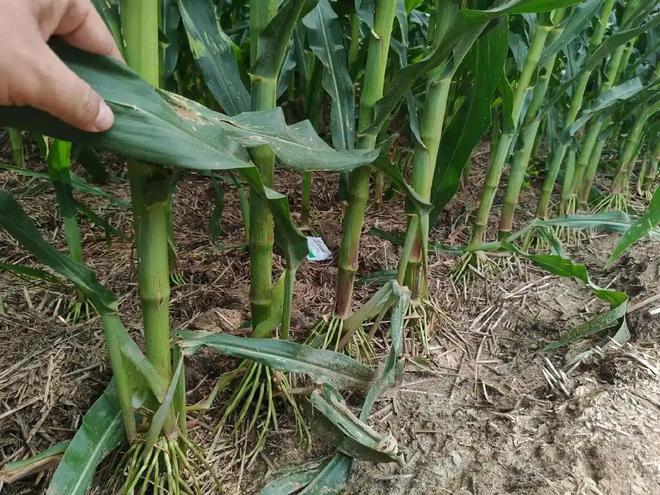 3年在河北去世农民家发现“鸡跳脚”PG电子麻将胡了曾差点消失！202(图16)