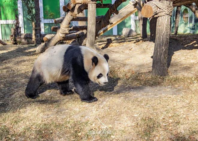 ”“芝麻”入哈百天啦|在冰城过得超惬意PG麻将胡了2模拟器太阳岛熊猫“芝士(图2) ”“芝麻”入哈百天啦|在冰城过得超惬意PG麻将胡了2模拟器太阳岛熊猫“芝士(图2)