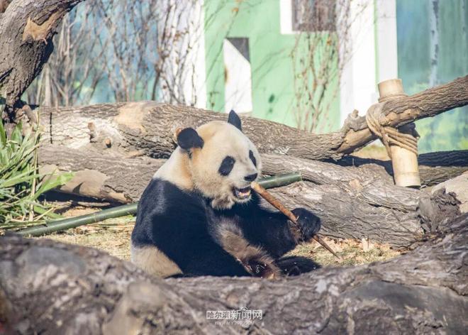 ”“芝麻”入哈百天啦|在冰城过得超惬意PG麻将胡了2模拟器太阳岛熊猫“芝士(图4) ”“芝麻”入哈百天啦|在冰城过得超惬意PG麻将胡了2模拟器太阳岛熊猫“芝士(图4)